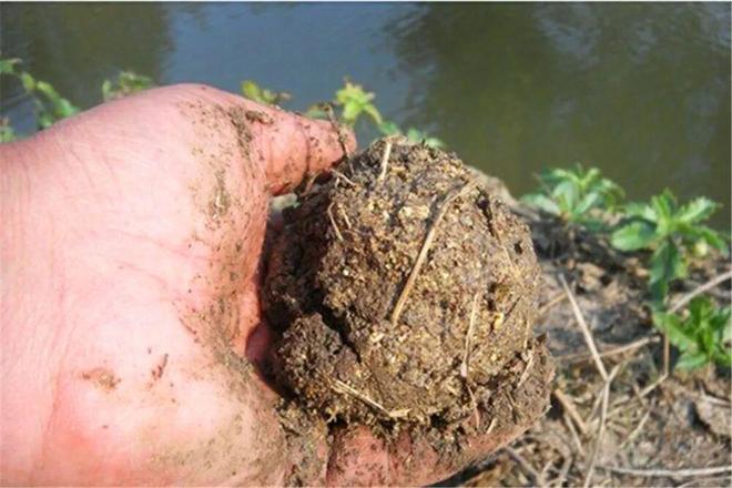 钓黄颡鱼打窝技巧(钓黄颡鱼打窝技巧图解) 钓黄颡鱼打窝技巧(钓黄颡鱼打窝技巧图解)