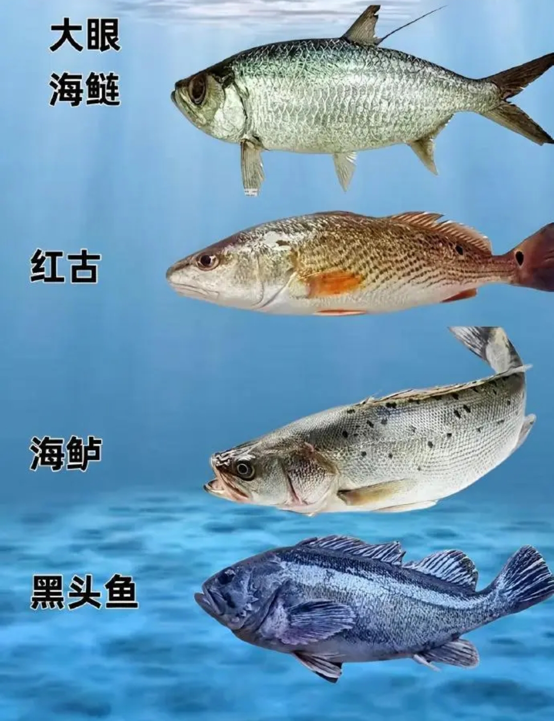 海钓的鱼哪里回收(海钓钓的鱼卖钱吗)