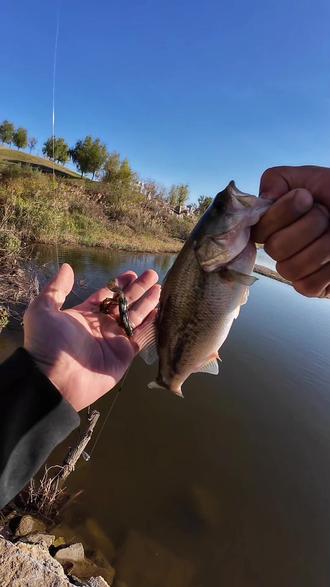 海钓鲈鱼浮虾(海钓鲈鱼浮虾视频)