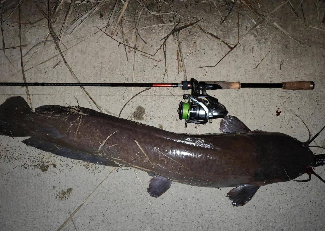 钓塘虱的方法技巧(钓塘鲺技巧最佳时间是什么时候)