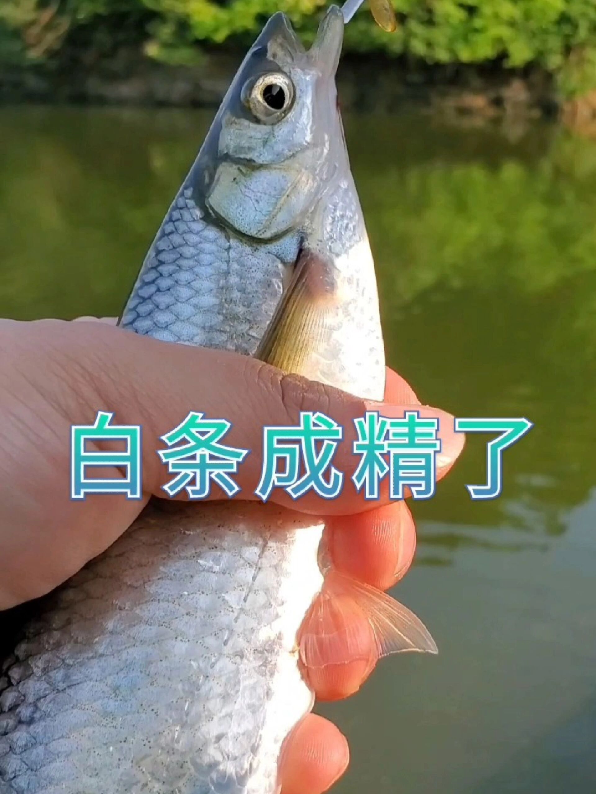 自制路亚钓白条(diy钓白条的路亚饵)