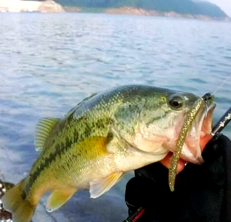 什么水域路亚(路亚什么水域都可以钓大鱼吗)