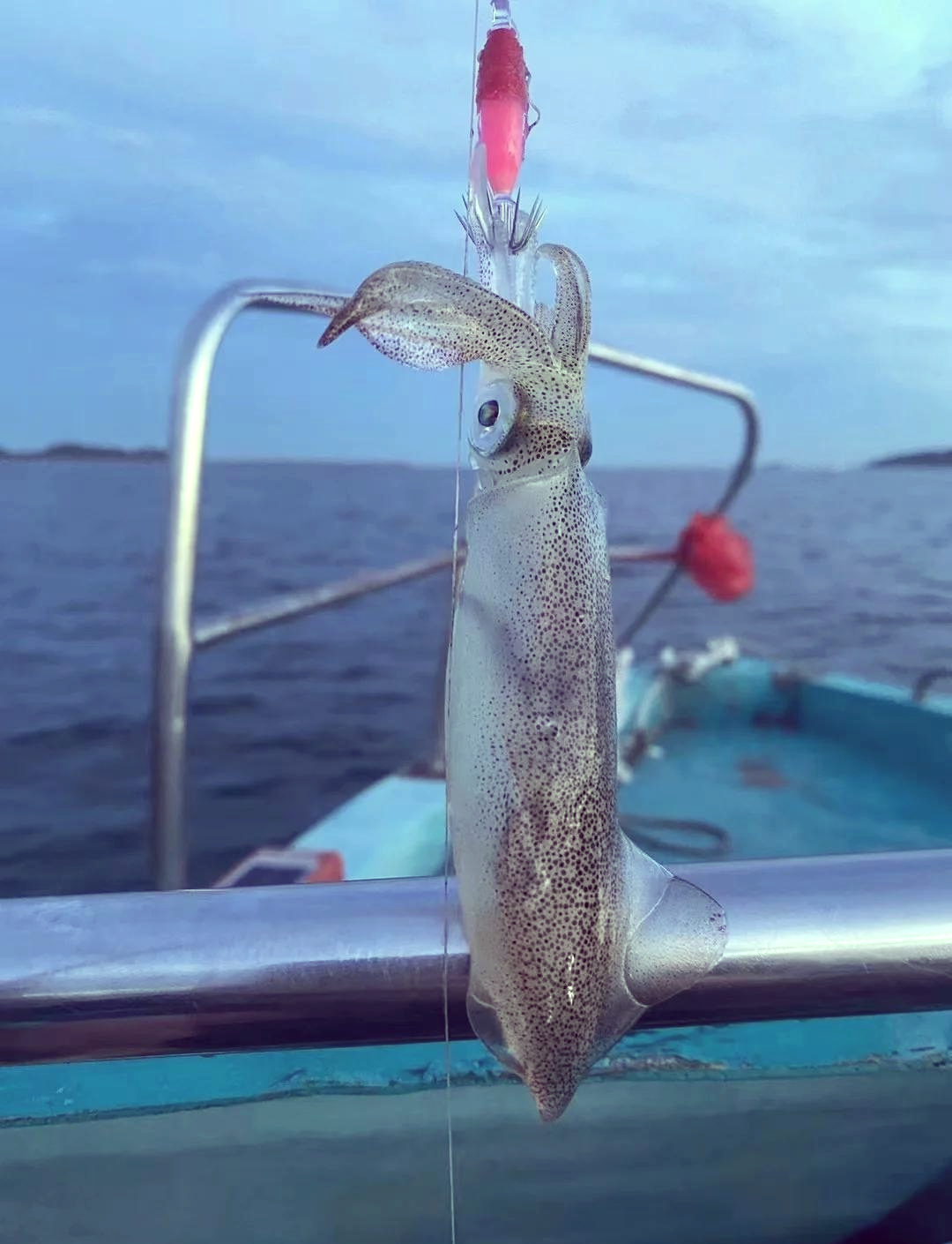 路亚鱿鱼视频(鱿鱼路亚轮特点)