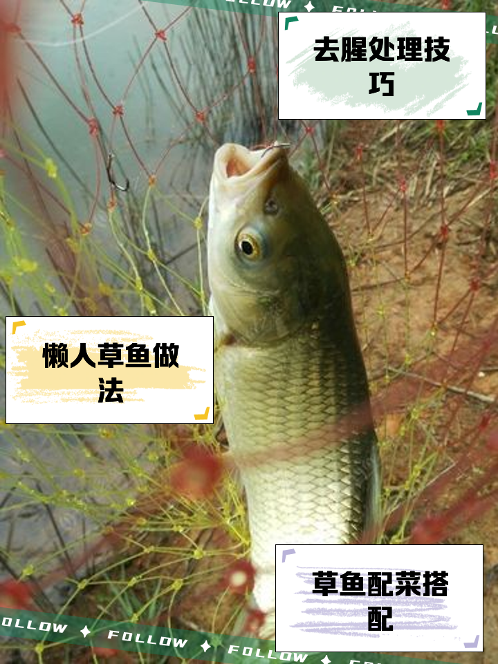 片草鱼片的技巧(片草鱼的方法教程)