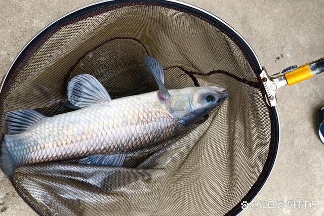 饵料钩黑坑青鱼(黑坑钓青鱼用什么饵料最好的选择) 饵料钩黑坑青鱼(黑坑钓青鱼用什么饵料最好的选择)