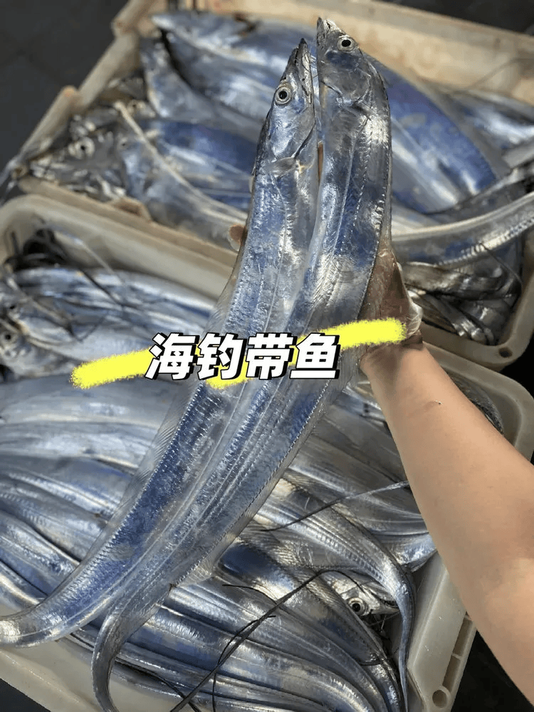海钓带鱼保鲜(保鲜带鱼可以放冰箱冷冻吗) 海钓带鱼保鲜(保鲜带鱼可以放冰箱冷冻吗)