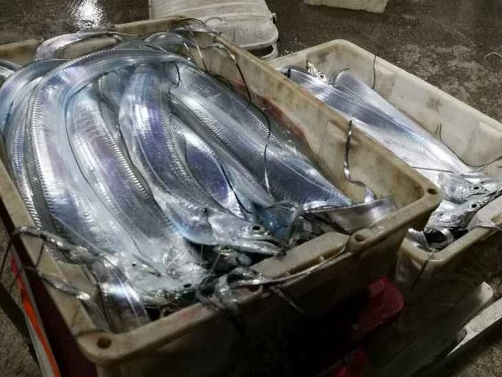 海钓带鱼保鲜(保鲜带鱼可以放冰箱冷冻吗) 海钓带鱼保鲜(保鲜带鱼可以放冰箱冷冻吗)