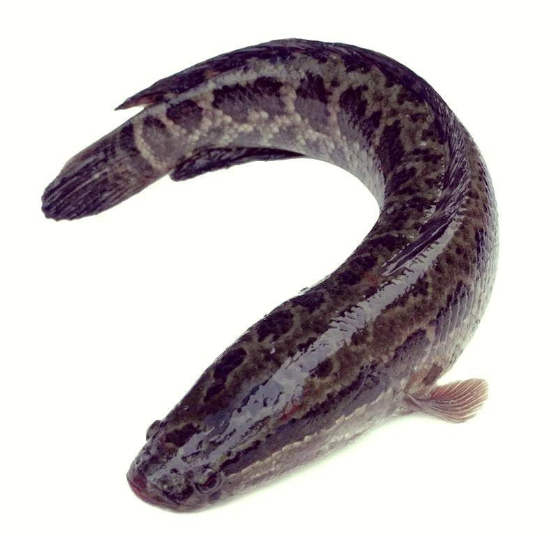 冬天钓黑鱼技巧(冬天钓黑鱼技巧和方法)