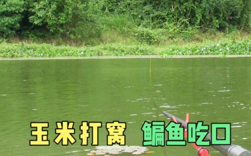 湖库钓鱼玉米技巧(湖库钓鱼玉米技巧和方法)