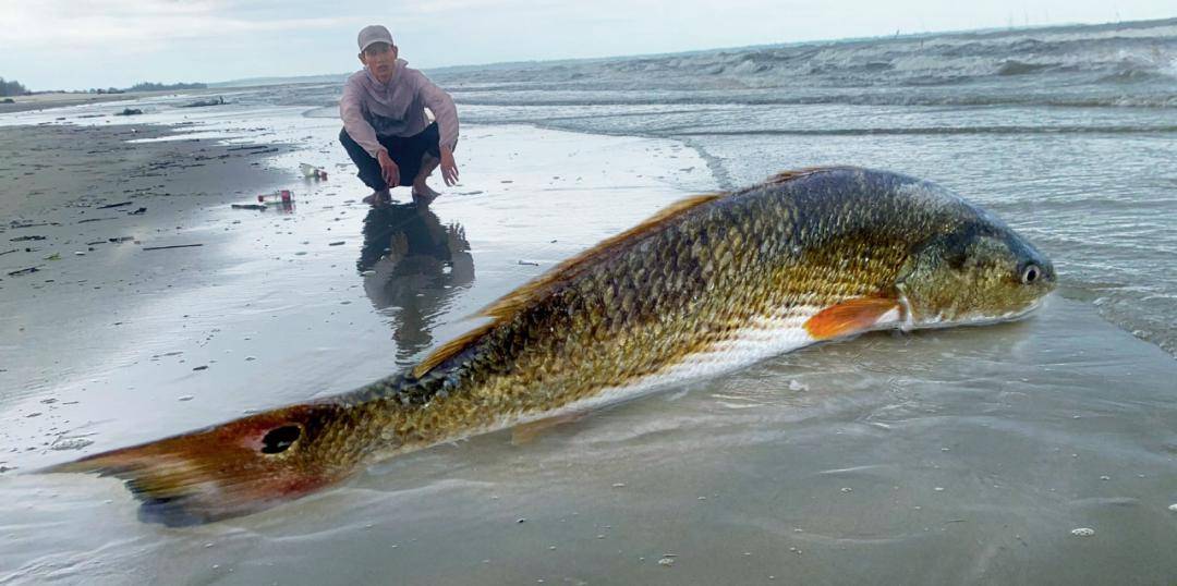 海钓小红鱼(海钓为什么怕钓旗鱼)