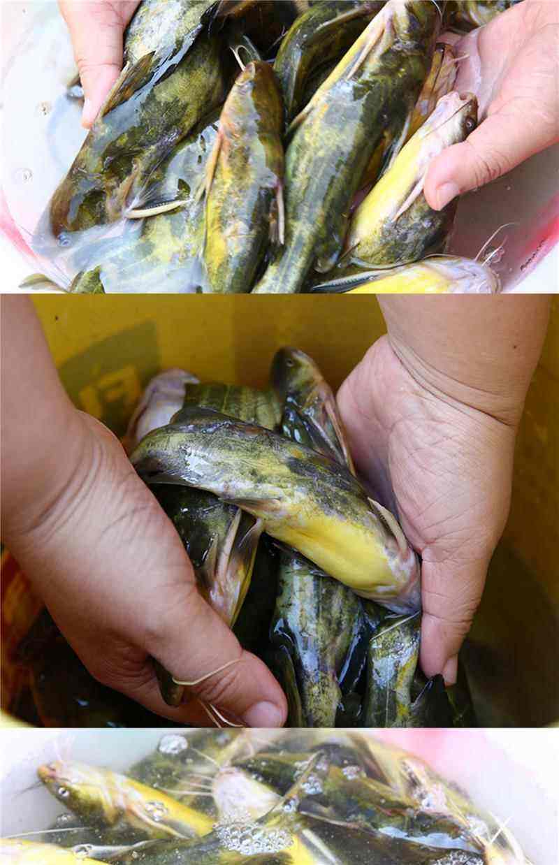 黄鲻鱼饵料(黄鲻鱼怎么钓)