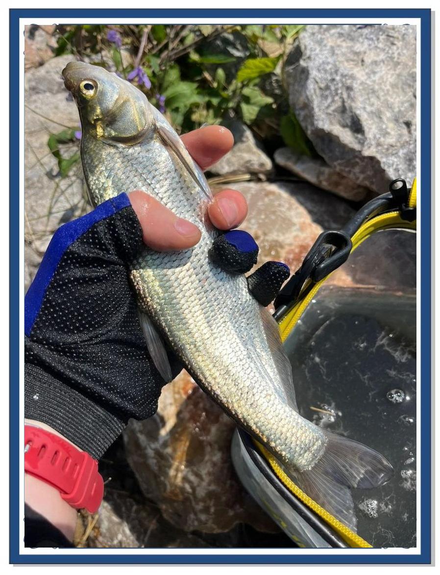 青鱼路亚(如何路亚青鱼)