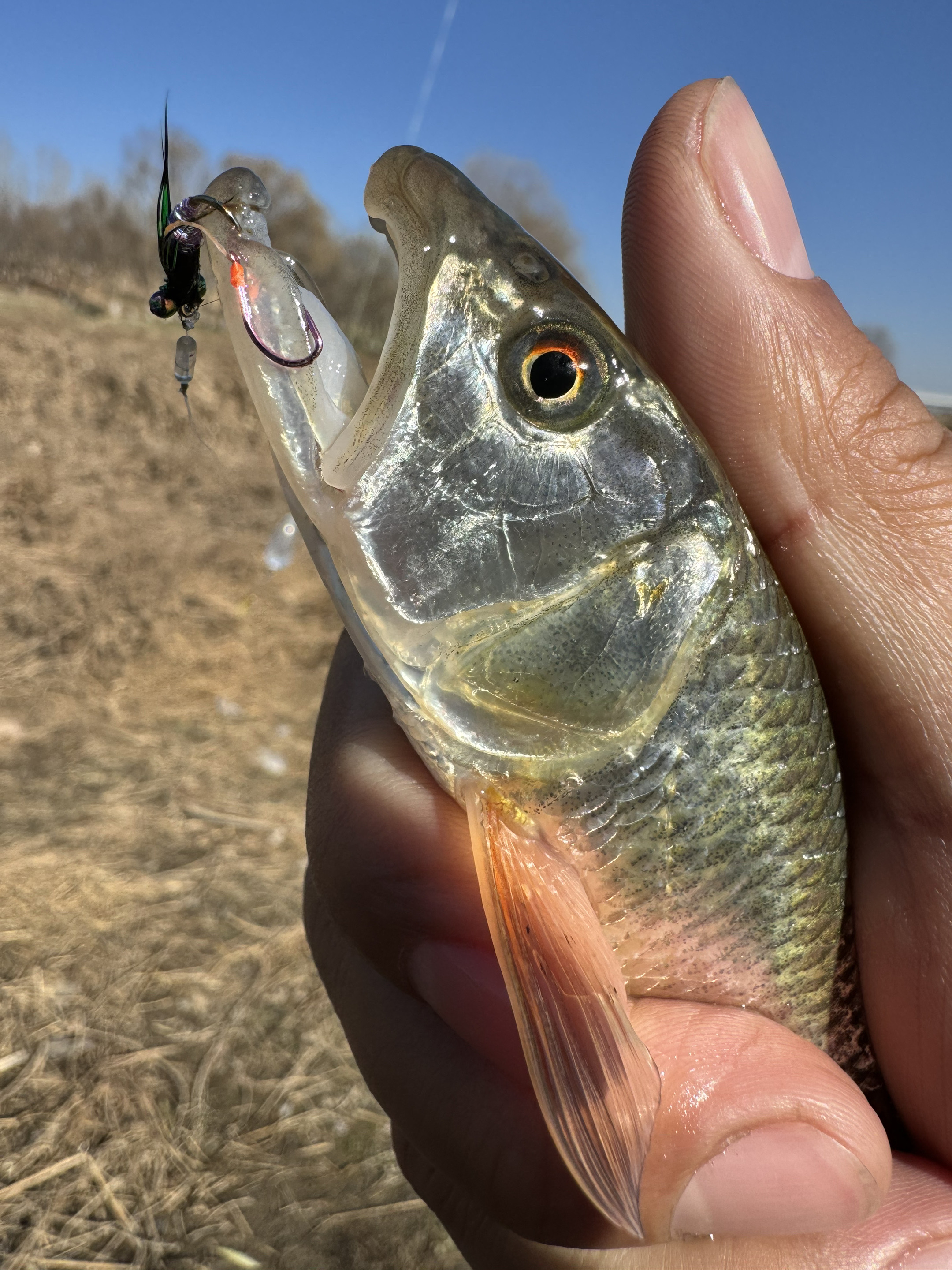 路亚风(路亚风筝钓组操作手法)