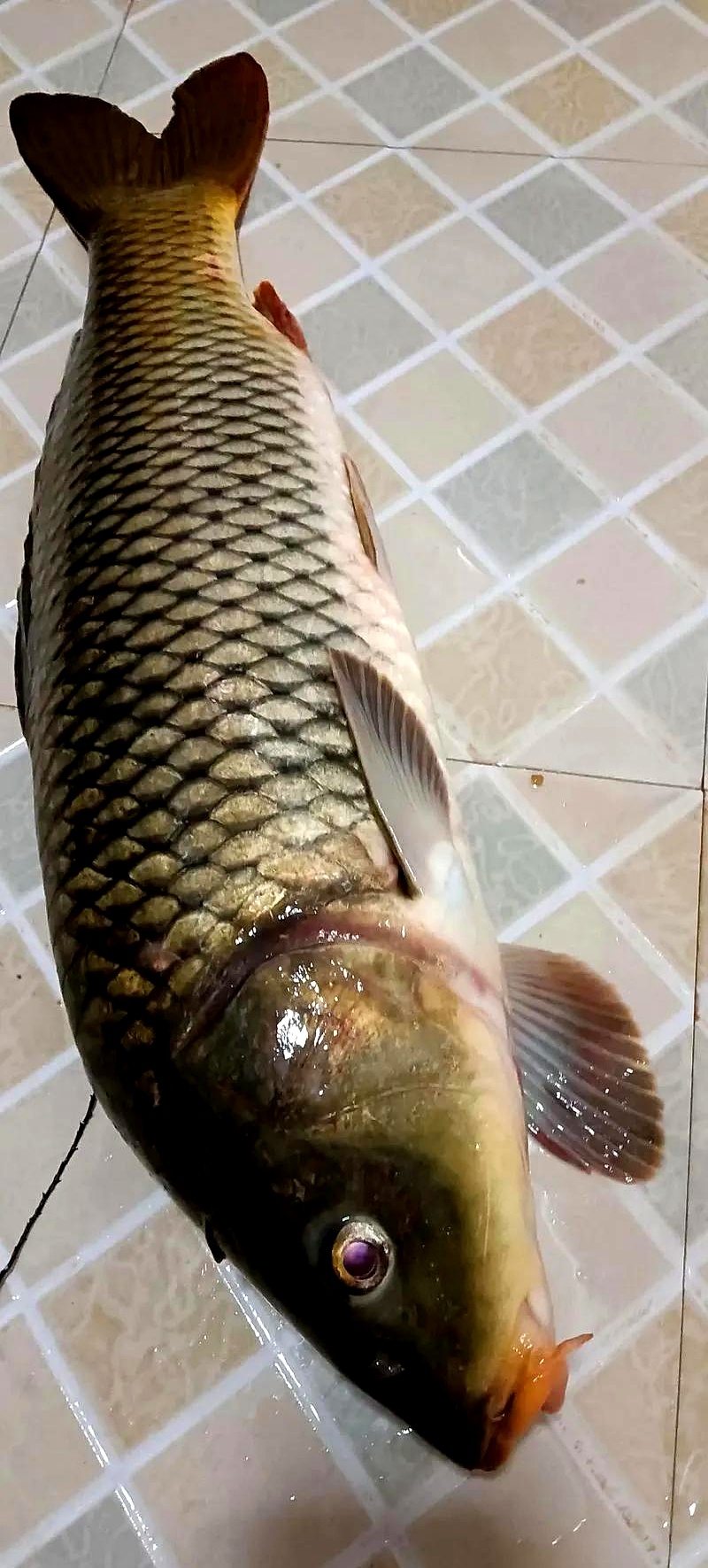 民间自制饵料钓草鱼(如何自制钓草鱼的饵料)