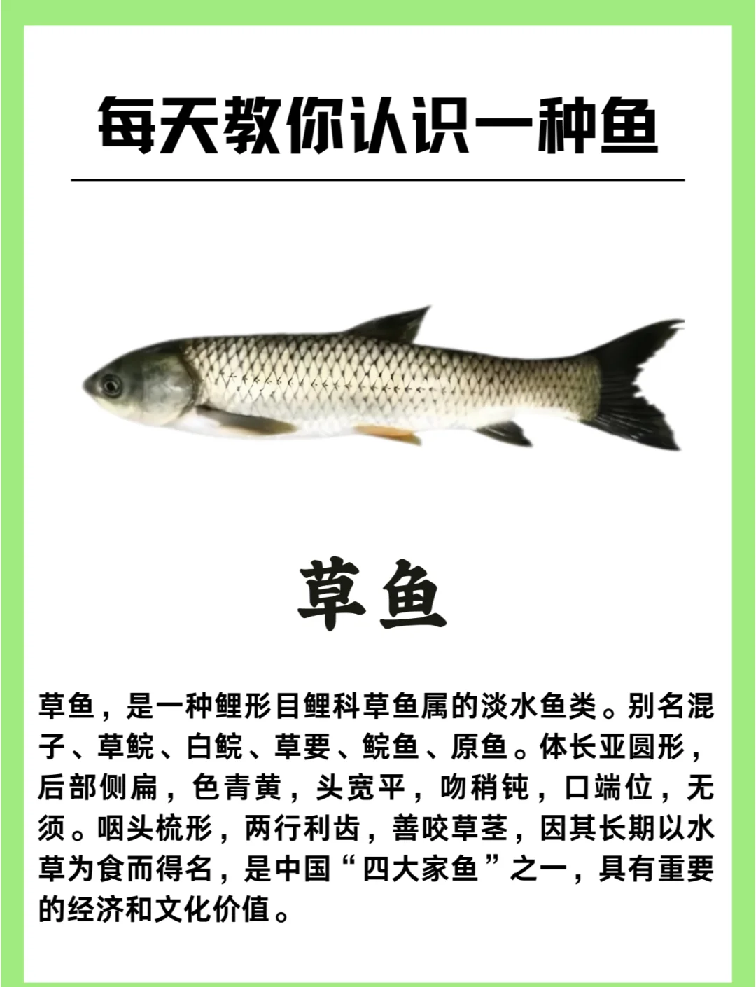 草鱼爱吃什么饵料(草鱼爱吃什么饵料图片)