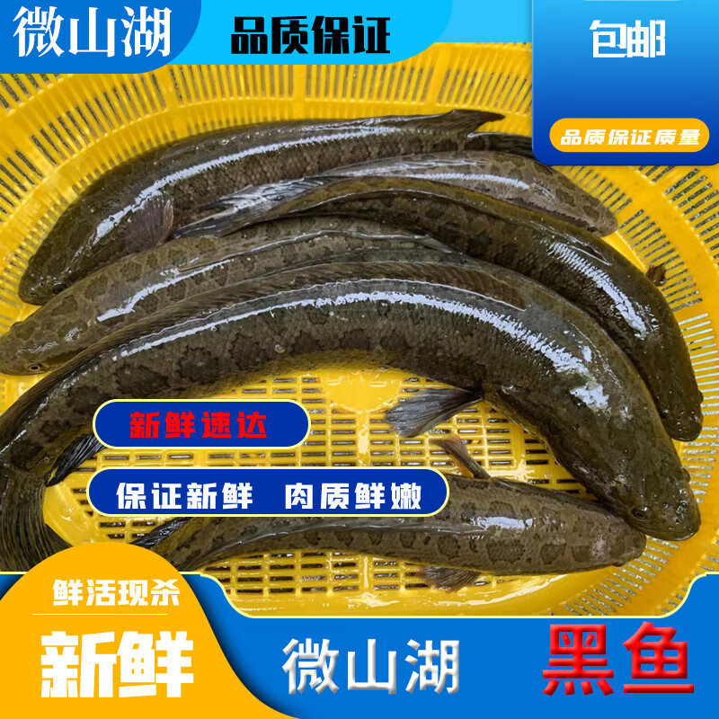 黑鱼杀法技巧(黑鱼杀法技巧)