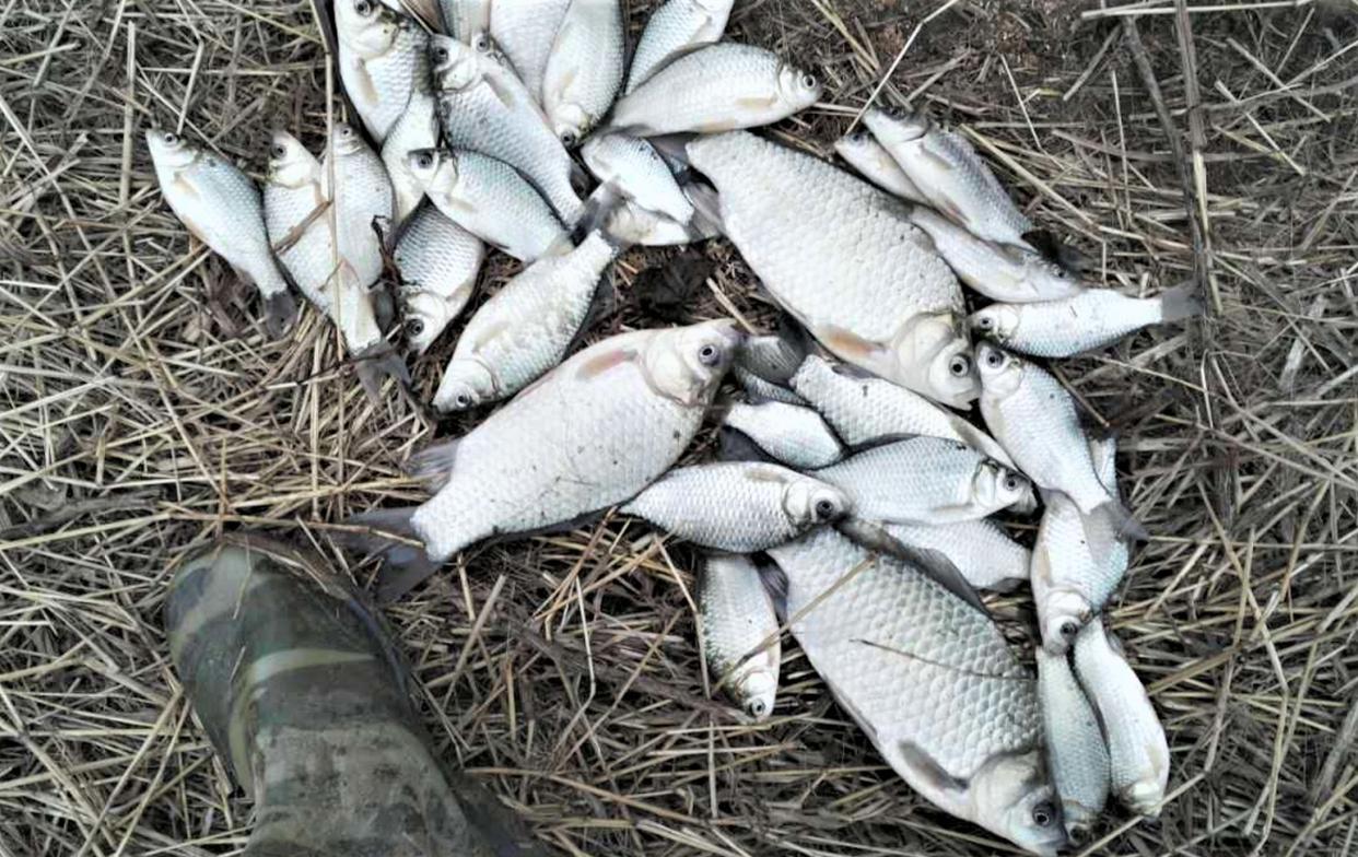 藕塘钓鲫鱼技巧(藕塘钓鲤鱼)