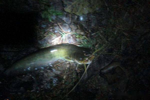 秋季江河夜晚钓鲶鱼技巧(秋季如何钓鲶鱼) 秋季江河夜晚钓鲶鱼技巧(秋季如何钓鲶鱼)
