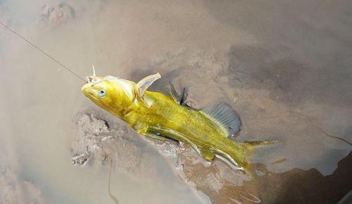 串钩钓黄鸭叫技巧(串钩钓黄颡鱼视频)