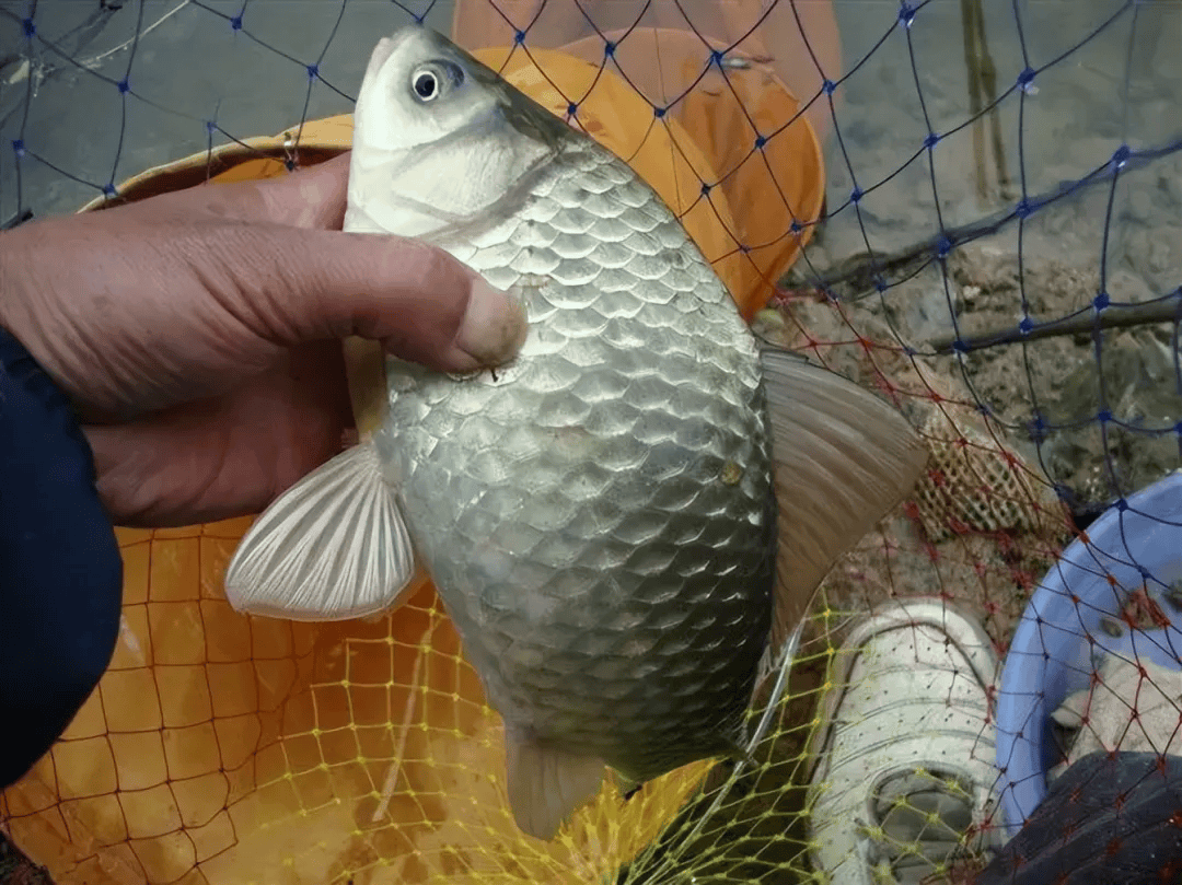 海钓梭鱼用什么打窝(海钓梭鱼用什么路亚饵)