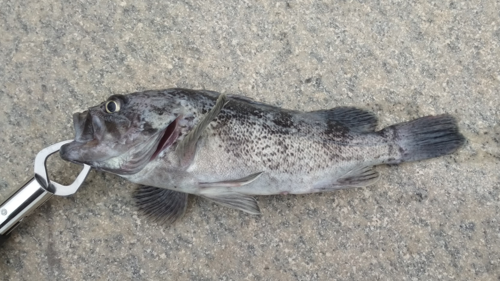 ul路亚黑头(ul路亚竿适合几克饵)