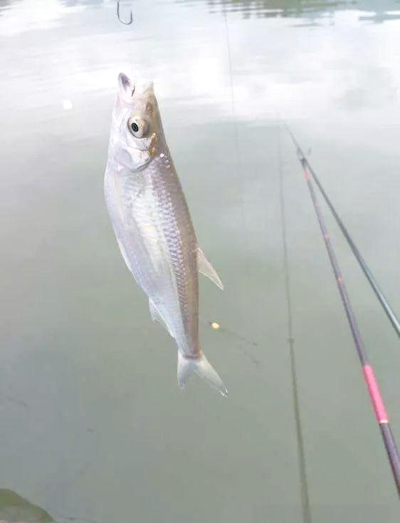 串钩钓白条技巧(串钩钓白条技巧和方法) 串钩钓白条技巧(串钩钓白条技巧和方法)