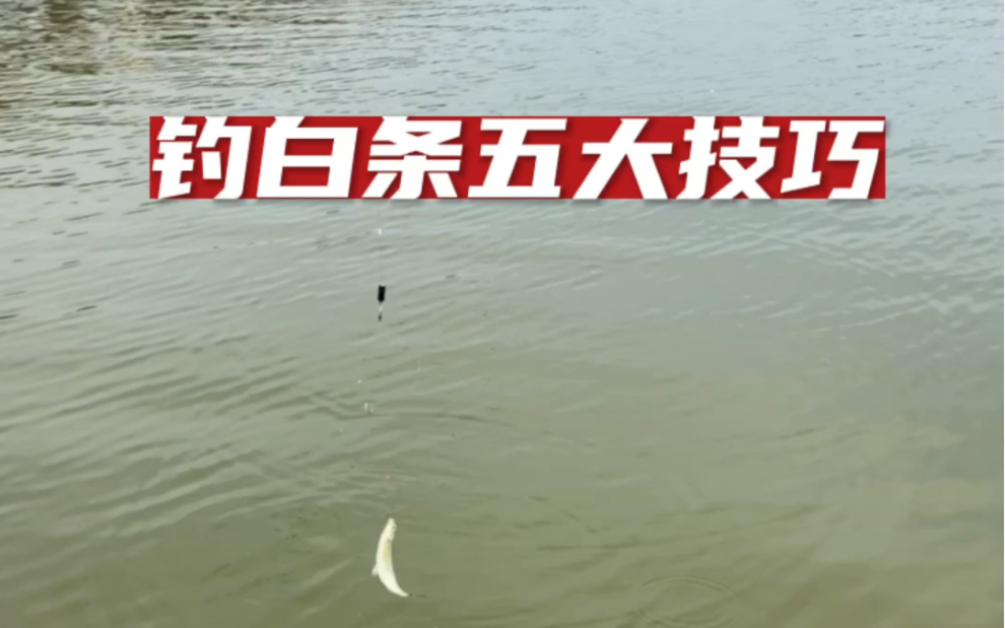 串钩钓白条技巧(串钩钓白条技巧和方法) 串钩钓白条技巧(串钩钓白条技巧和方法)