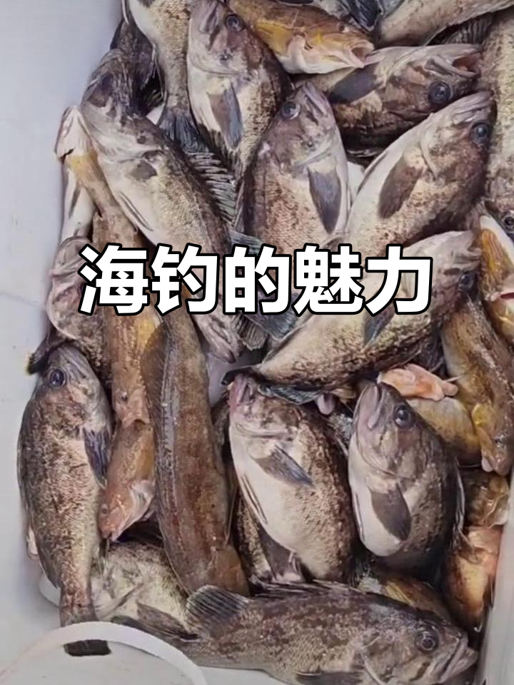 海钓可以钓哪些鱼(海钓钓到什么鱼最值钱)