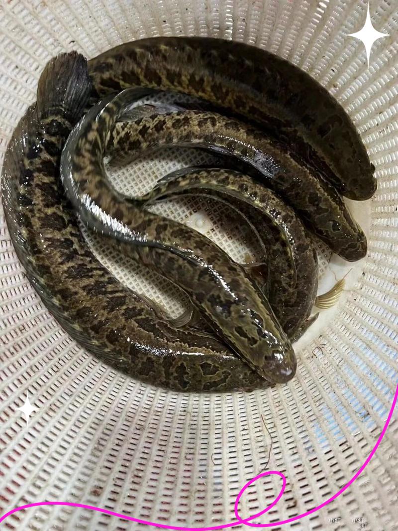 路亚黑鱼大连(路亚黑鱼钓场收费标准)