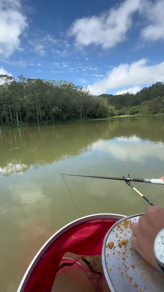 青苔钓罗非技巧(青苔钓鱼)