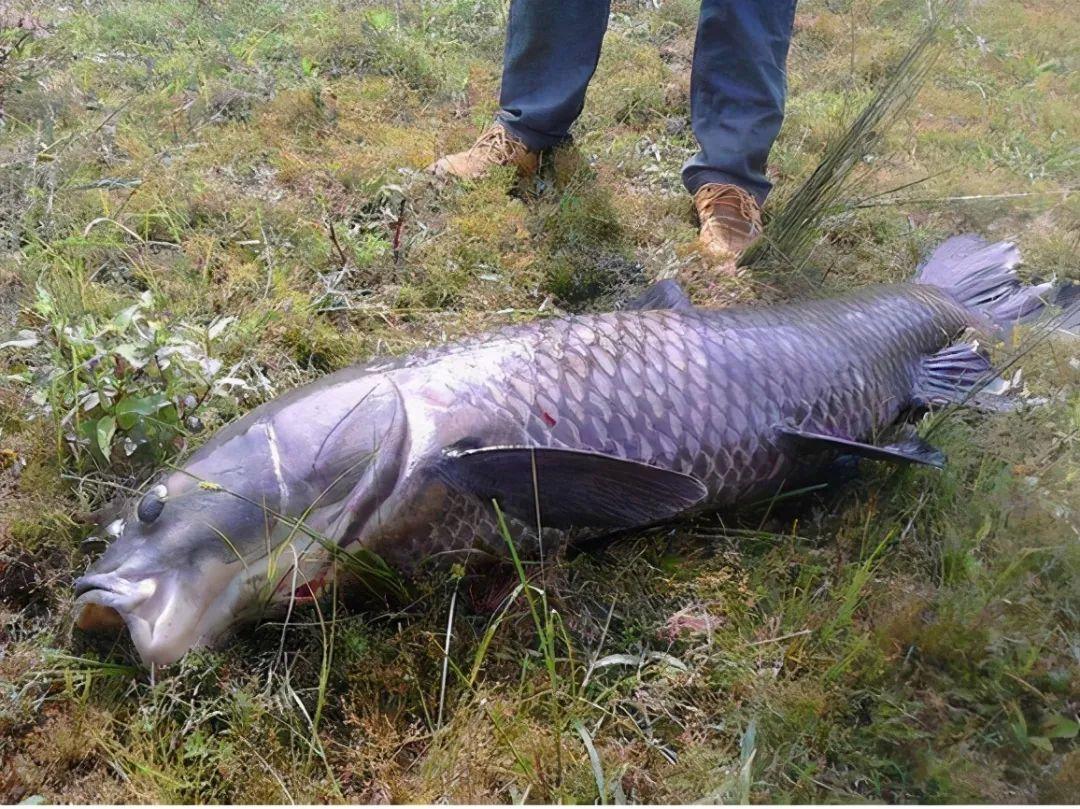 滑口青鱼技巧(滑口青鱼适合的钓法)