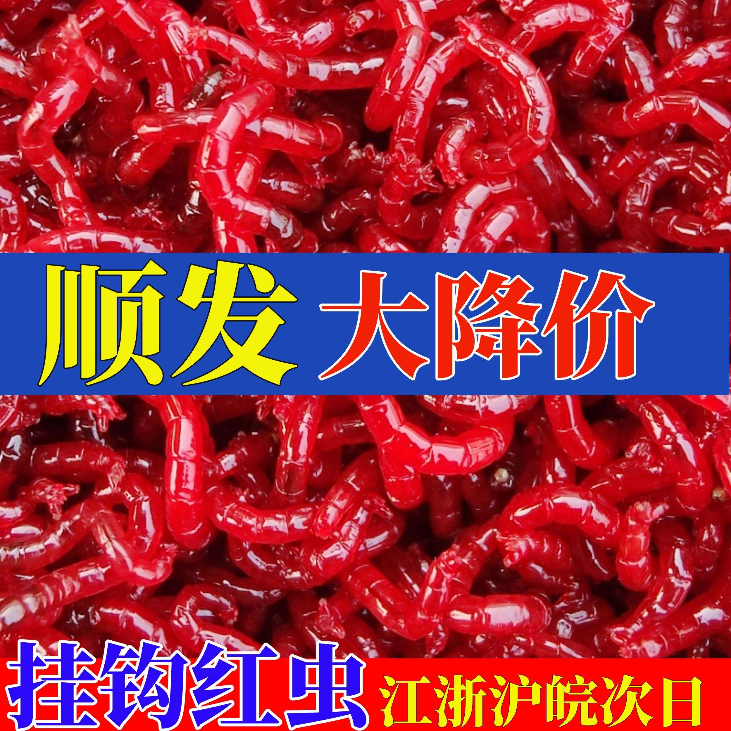 晚上红虫钓鱼技巧(晚上红虫钓鱼好不好)