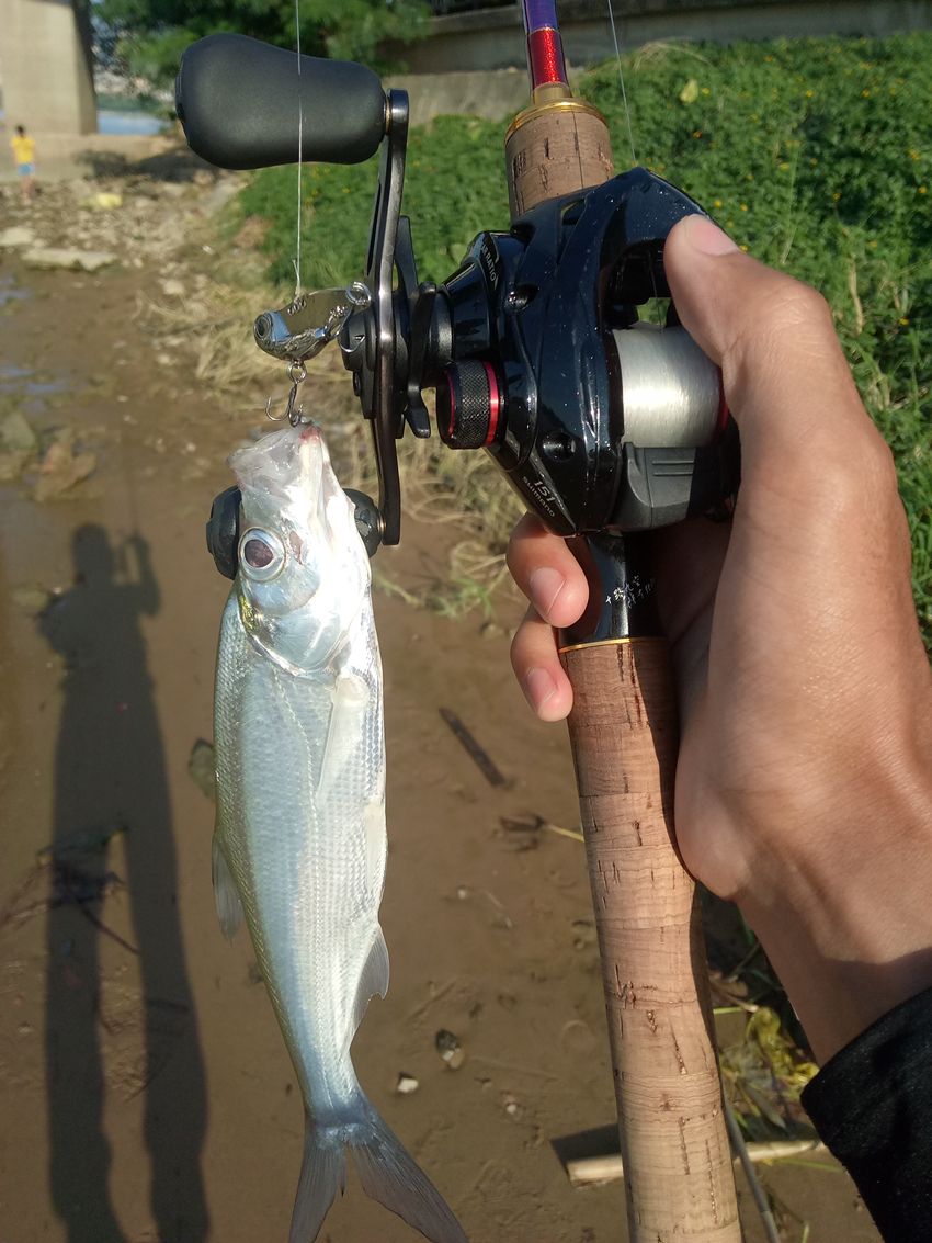 路亚vib钓罗非鱼(路亚竿钓罗非鱼技巧)