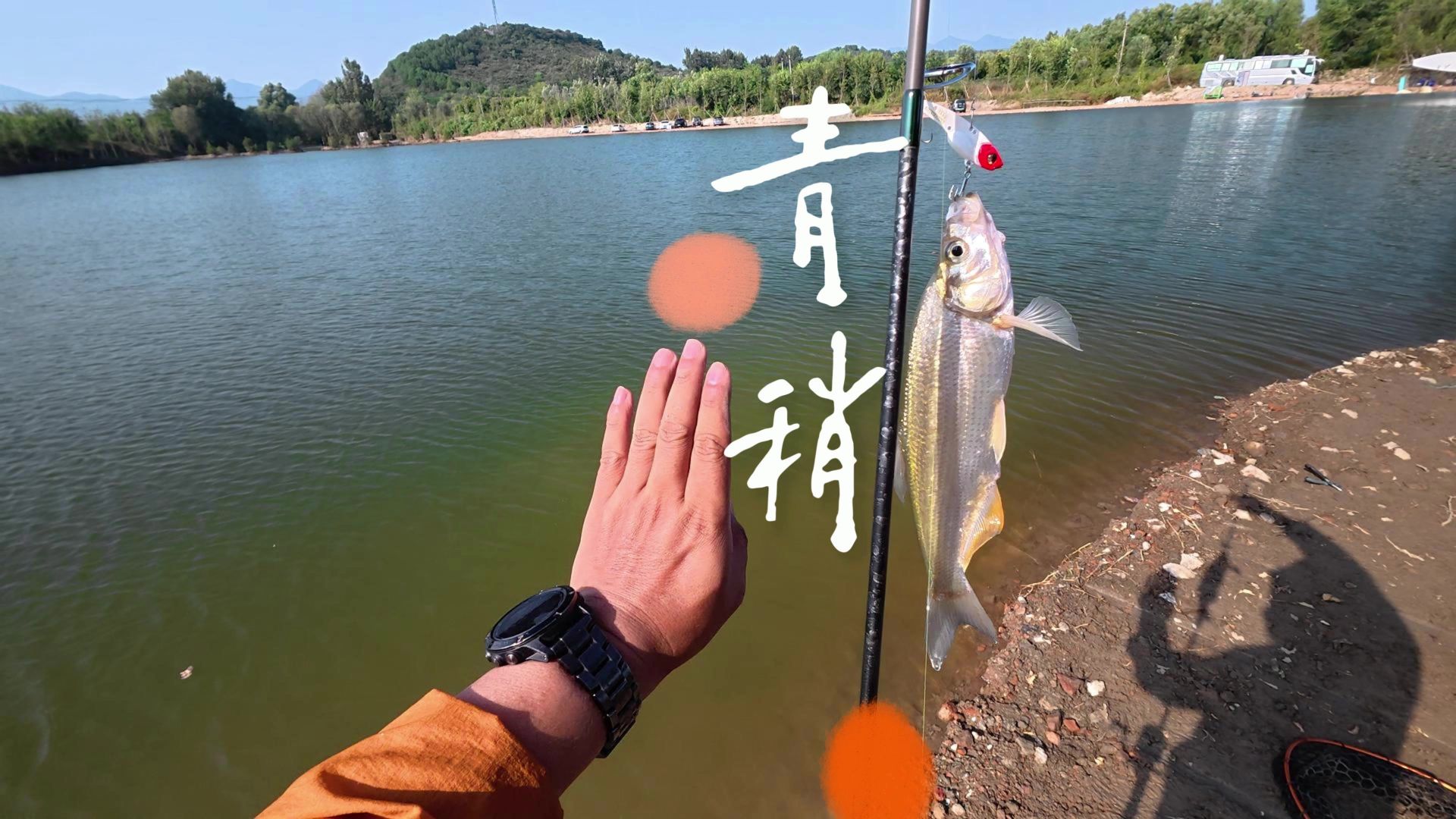 路亚vib钓罗非鱼(路亚竿钓罗非鱼技巧)