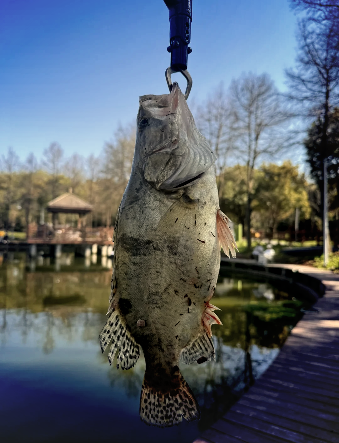 苏山岛路亚(路亚竿十大排行榜)