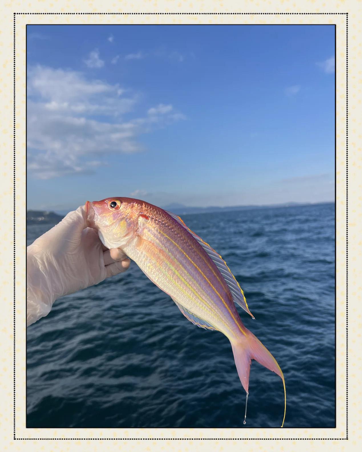 海钓用什么线好(海钓用什么线组)