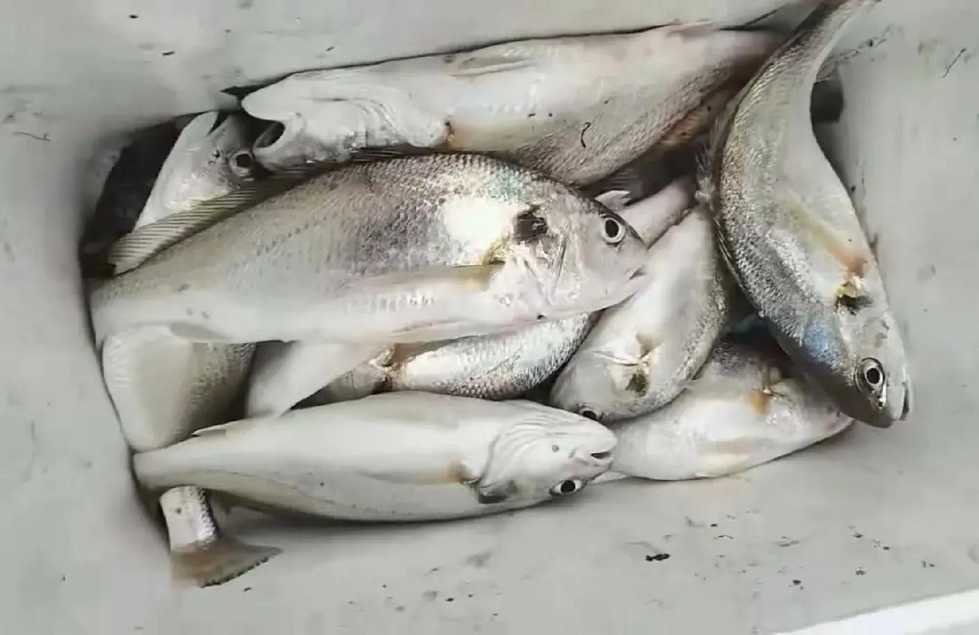 烟台海钓鱼哪里好(烟台附近海钓钓点)