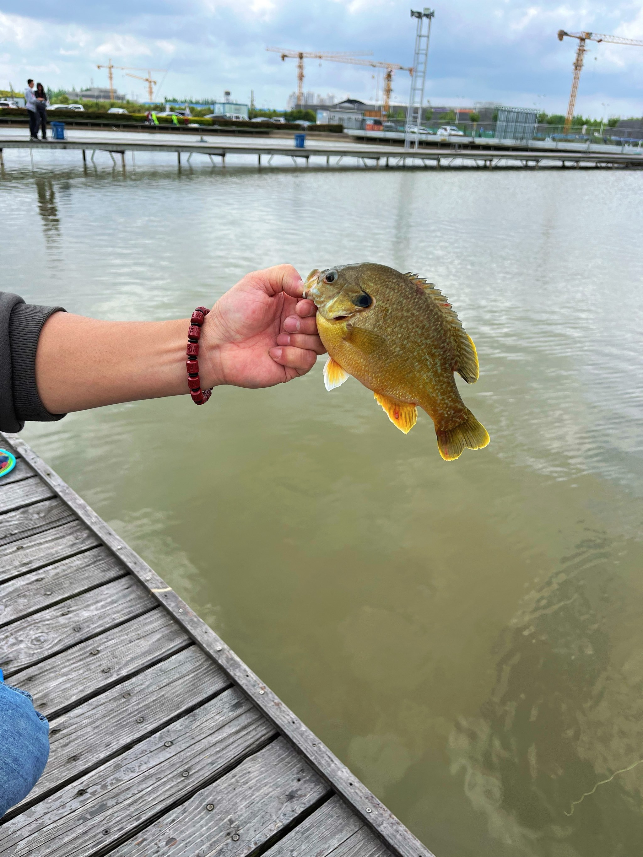 兴化路亚钓场(军鱼路亚钓什么假饵)