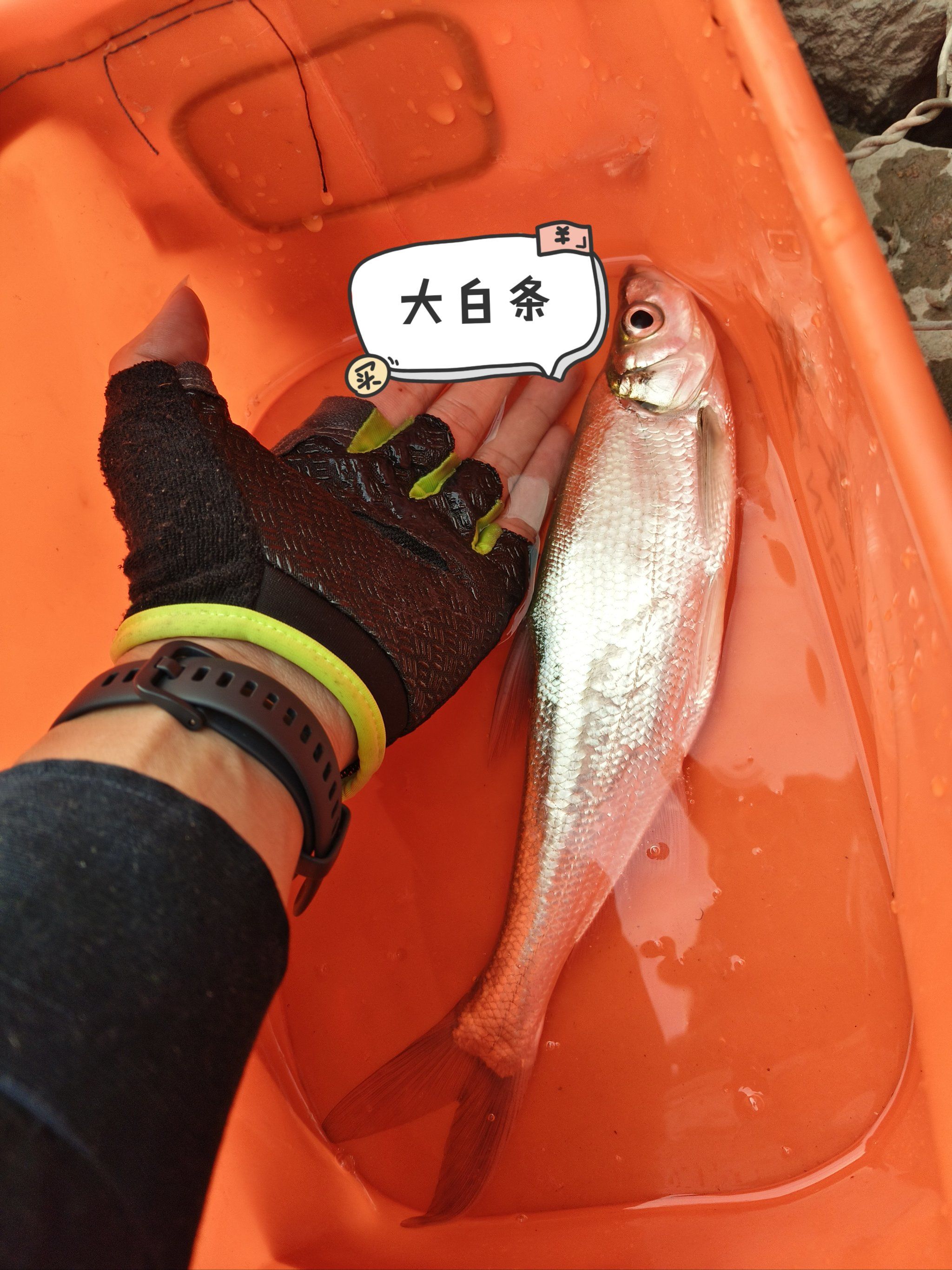 路亚白条(冬天怎么路亚白条)