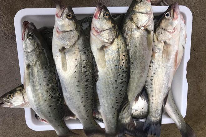 初冬海钓梭鱼(海钓梭鱼用什么饵料钓)