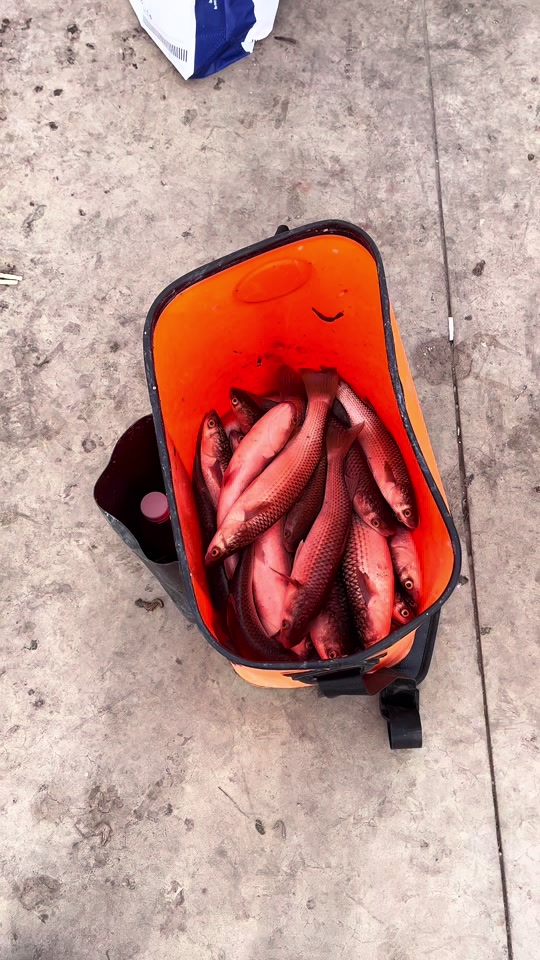 初冬海钓梭鱼(海钓梭鱼用什么饵料钓)