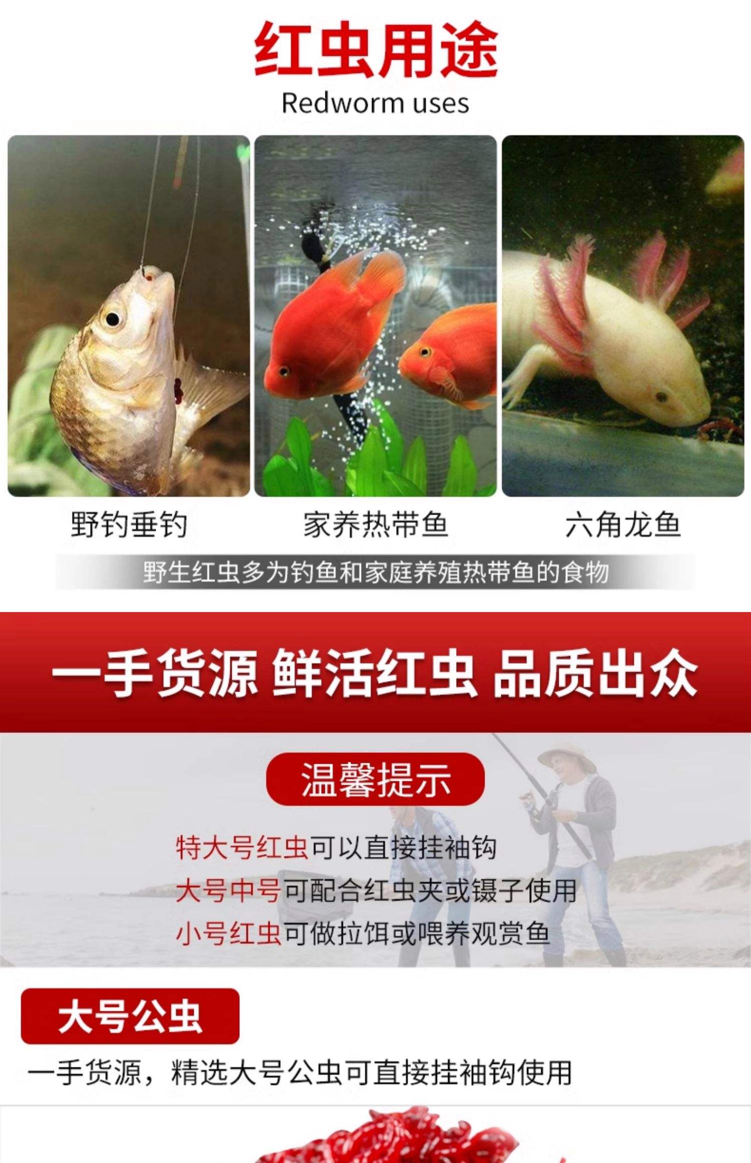 红虫鲫饵料如何搭配(红虫钓鲫鱼用什么窝料最好)