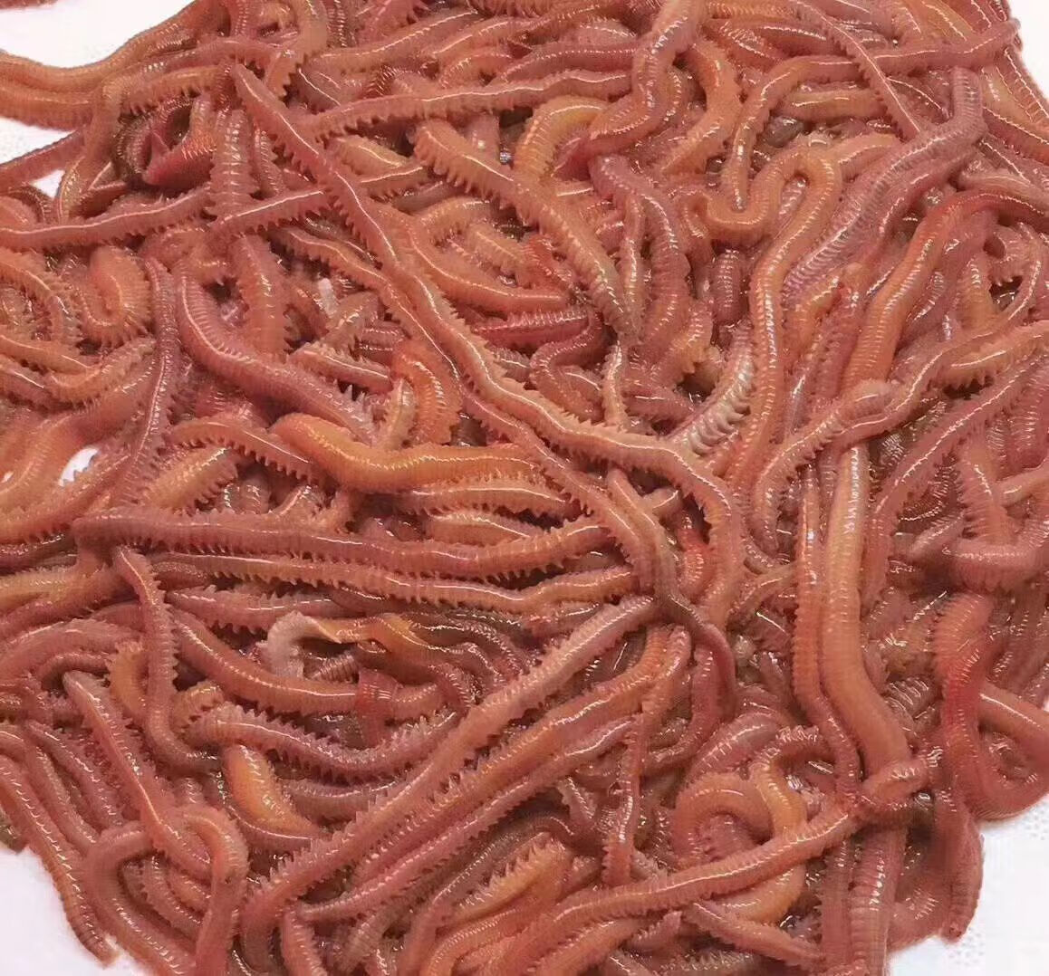 沙蚕海钓技巧(海钓用的沙蚕怎样上钩)