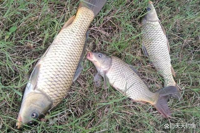 包食钓草鱼技巧(包食钓法的利与弊)
