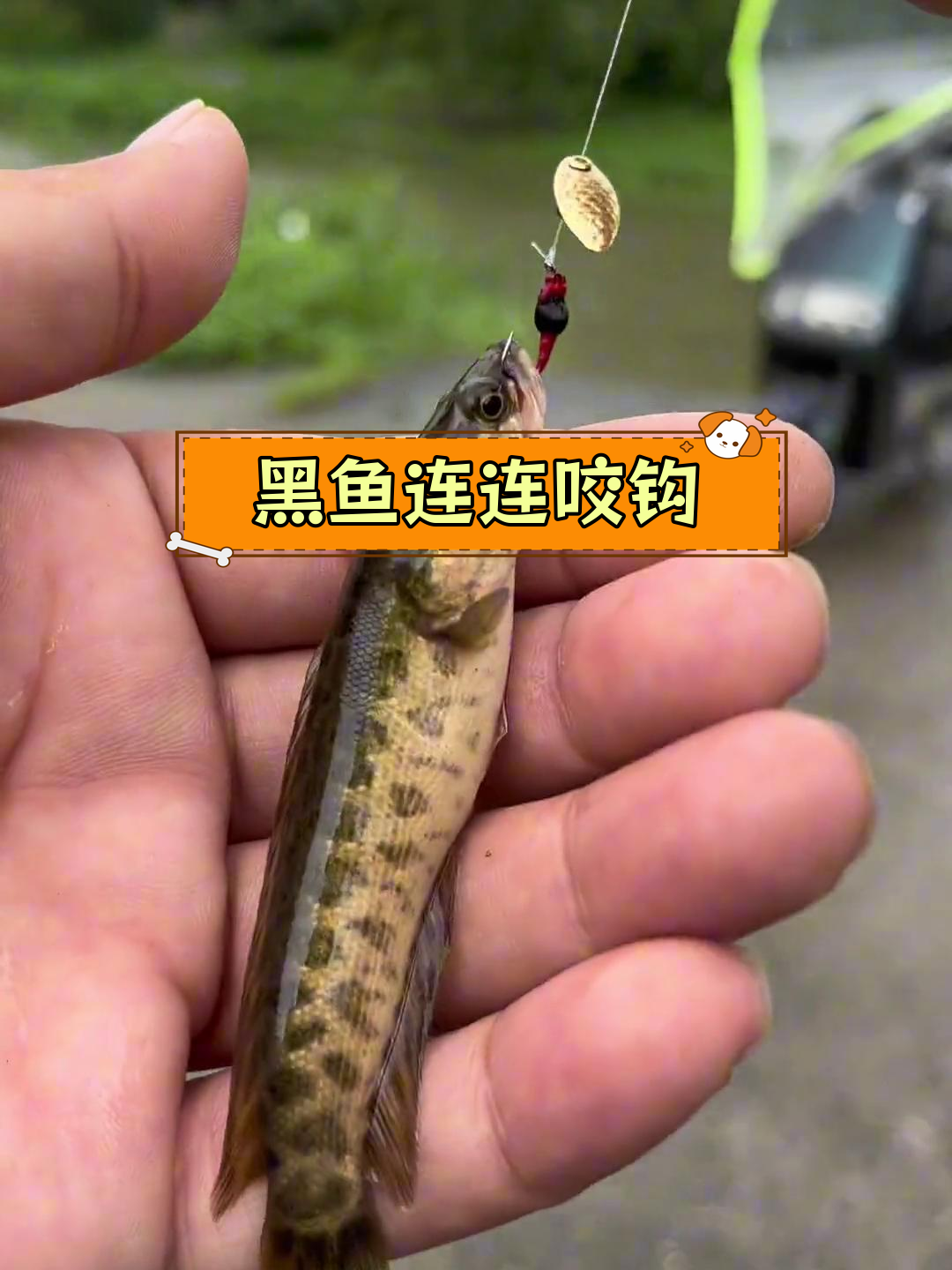 路亚黑鱼视技巧(路亚黑鱼技巧手法)