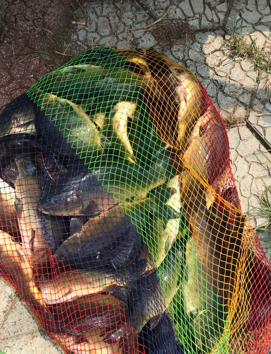 钓鱼用小药技巧(钓鱼用小药技巧有哪些)