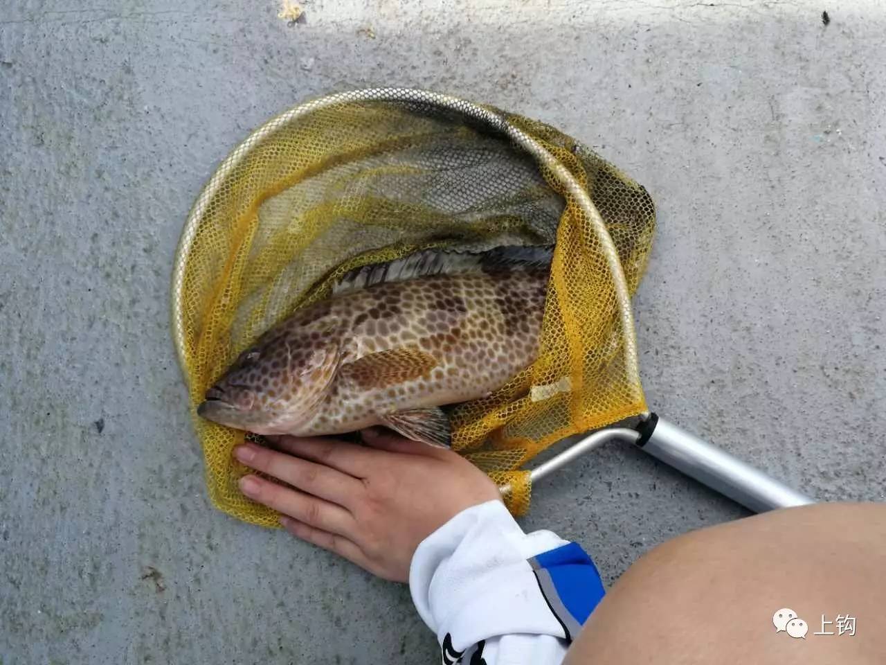 海钓岩头虎教程(海钓视频全集)