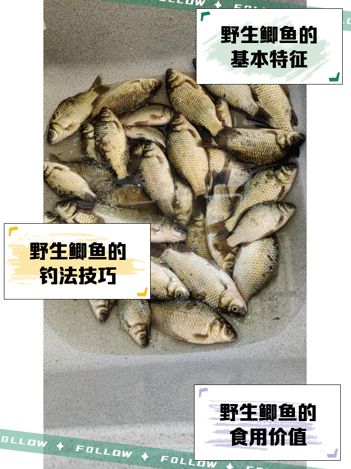 冬黑坑钓鲫鱼技巧(冬黑坑钓鲫鱼技巧和方法)