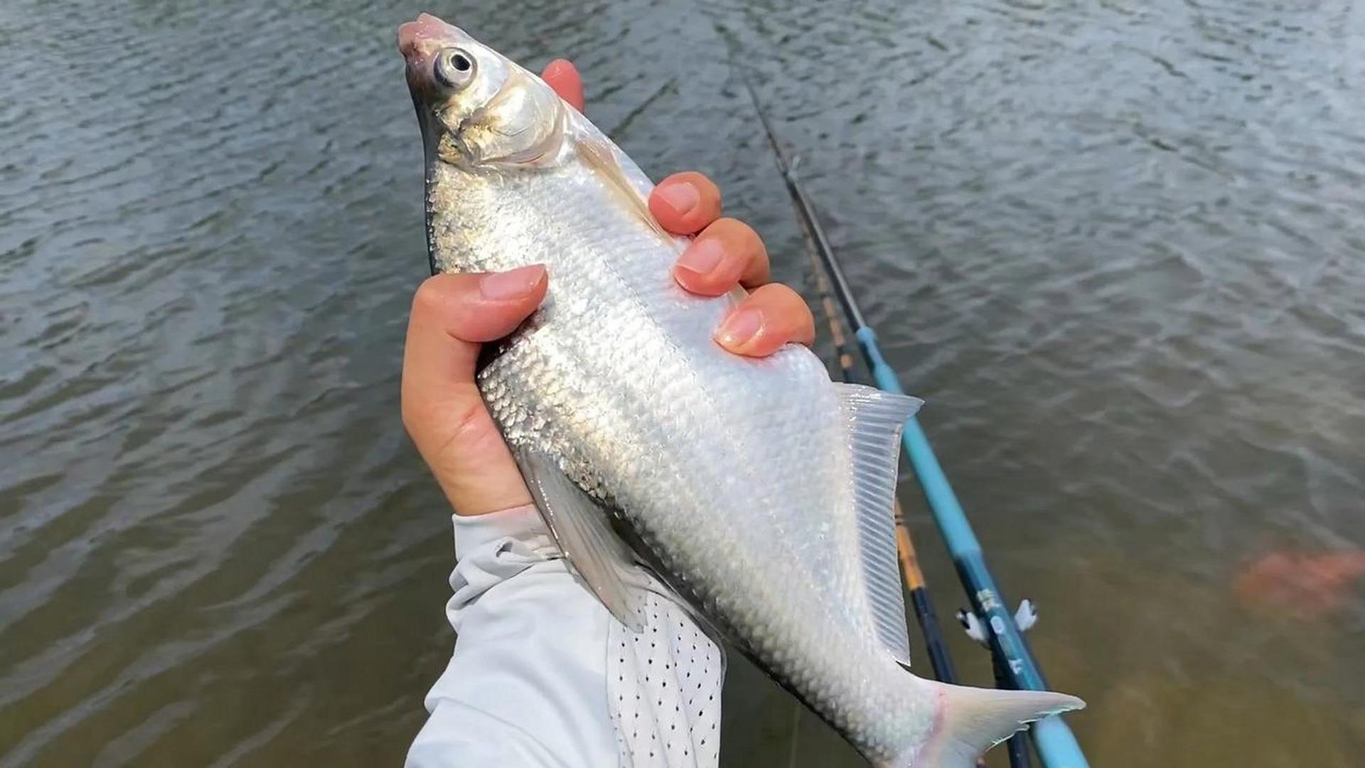春末夏初钓鳊鱼技巧(初春怎么钓鲮鱼)