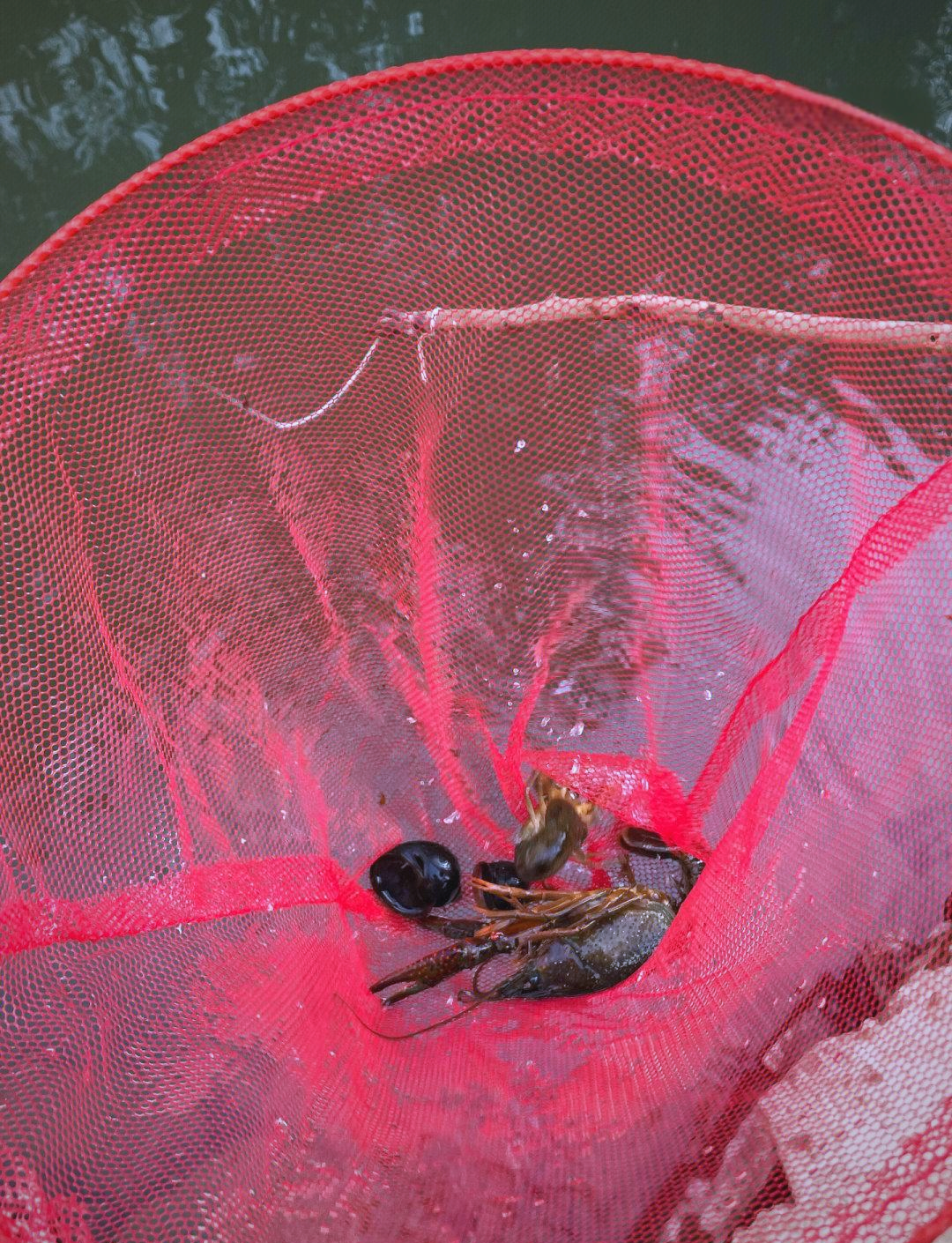 钓小龙虾技巧(钓小龙虾的技巧) 钓小龙虾技巧(钓小龙虾的技巧)